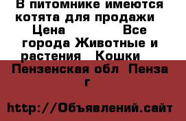 В питомнике имеются котята для продажи › Цена ­ 30 000 - Все города Животные и растения » Кошки   . Пензенская обл.,Пенза г.